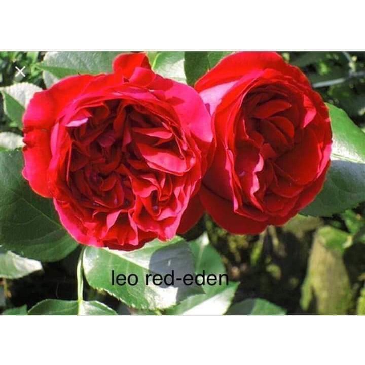 Cành Chiết Hồng Leo Red enden (Giống Hoa Hồng)
