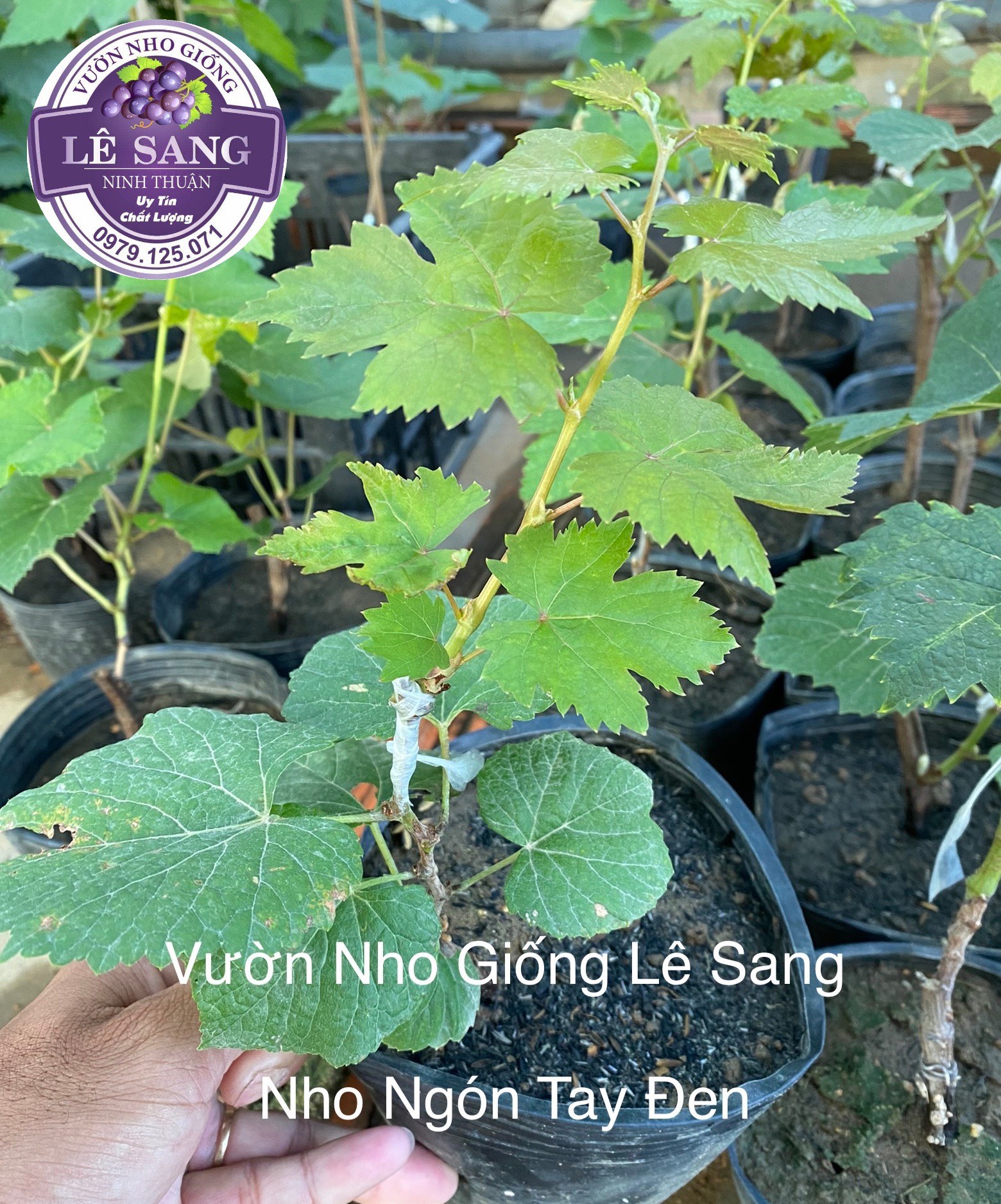 Cây Nho Ngón Tay Đen Không Hạt