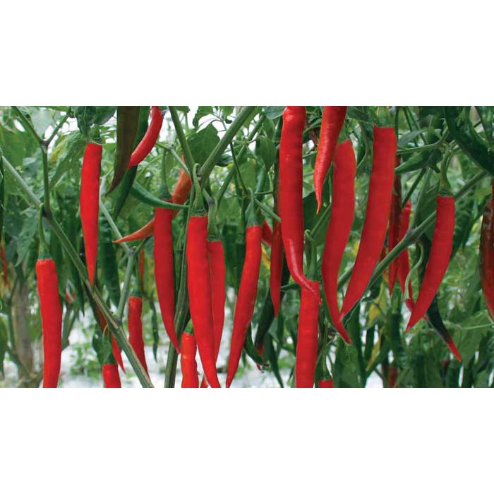 20 Hạt giống quả ớt dài hàn quốc