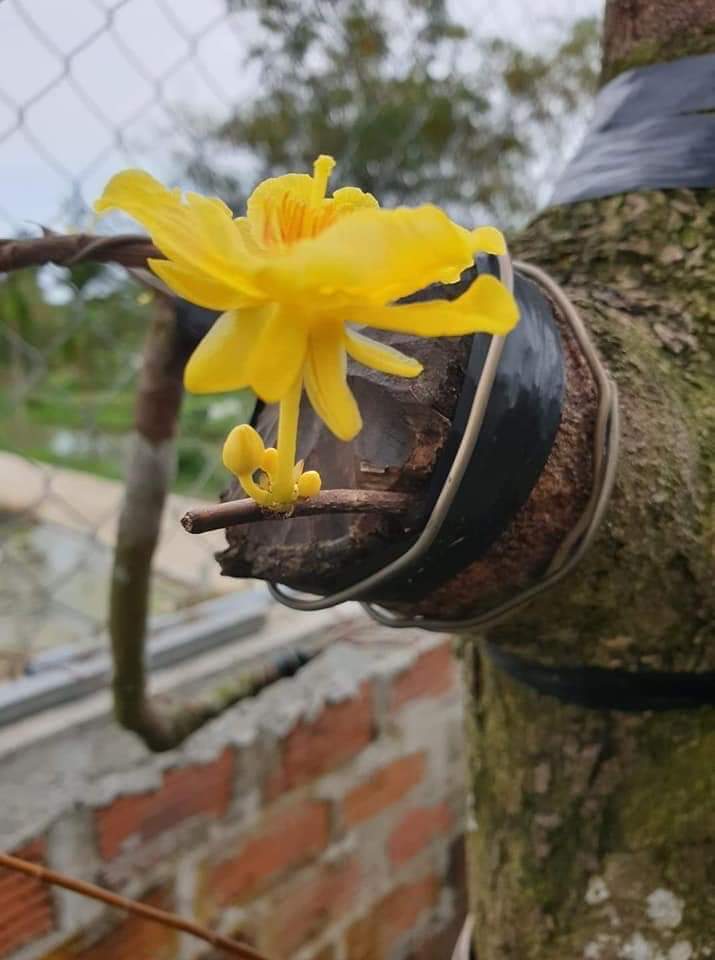 Mai Lá ngọc cành vàng mini