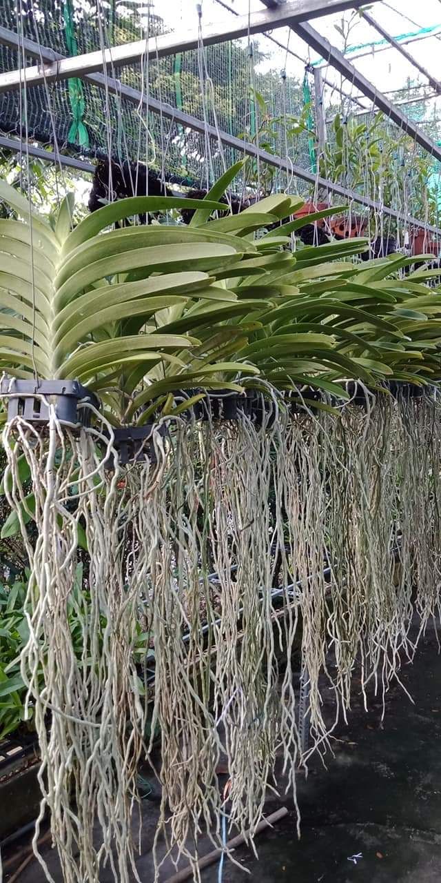 Lan Vanda màu hoa ngẫu nhiên