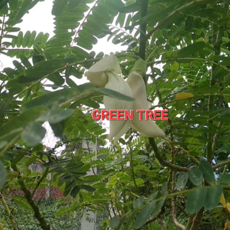 Cây giống so đũa bông trắng