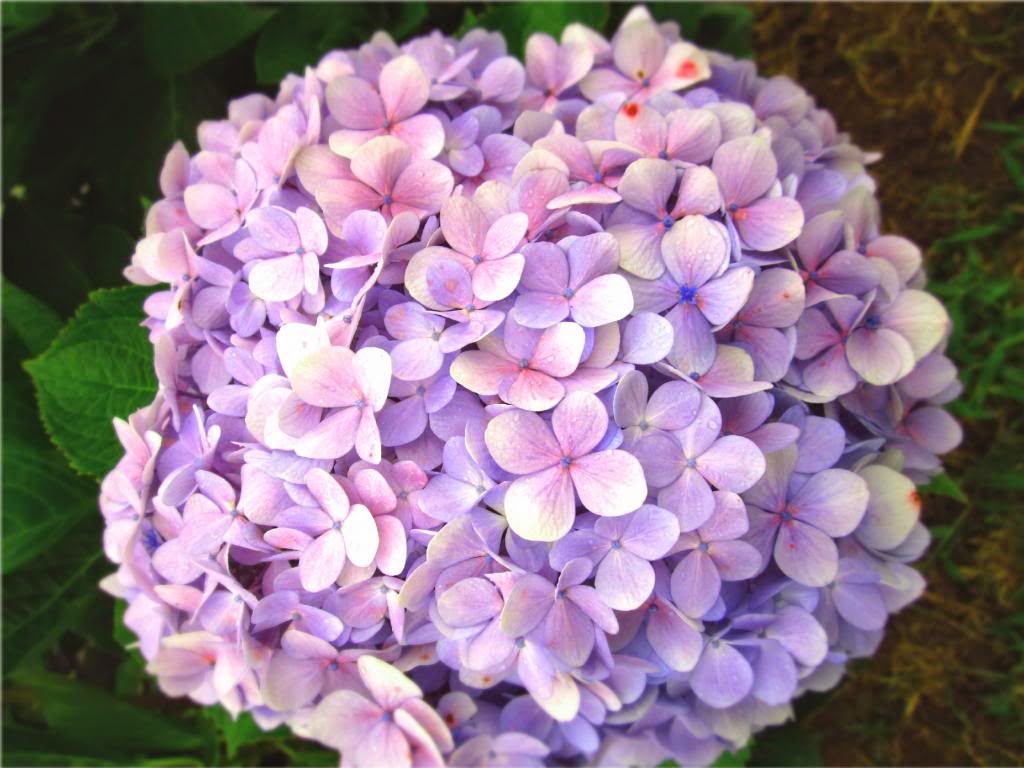 Hãy thưởng thức đầy màu sắc và sự tinh tế của hoa cẩm tú cầu. Bạn sẽ bị cuốn hút bởi vẻ đẹp dịu dàng, hoa cẩm tú cầu luôn trở thành một trong những loại hoa được yêu thích nhất. Nhấp chuột để nhìn thấy những tác phẩm nghệ thuật tuyệt vời kết hợp với hoa cẩm tú cầu.