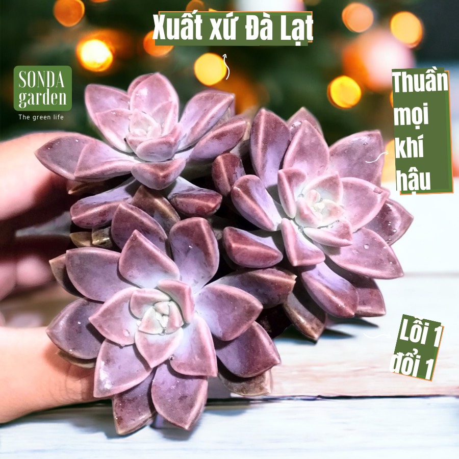 Sen đá đá tím size bé siêu khỏe đẹp lỗi 1 đổi 1