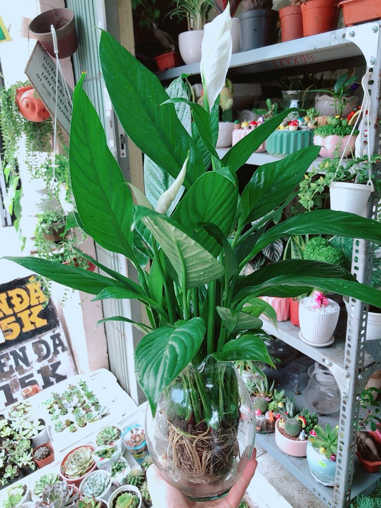 Cây Lan Ý Thủy Sinh Chậu Thủy Tinh