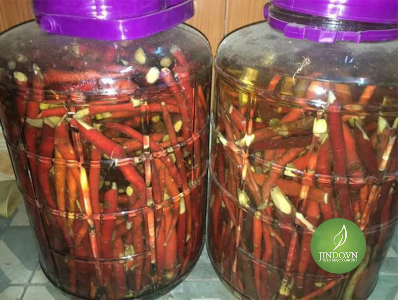 Sâm cau đỏ (1kg tươi) - LV036