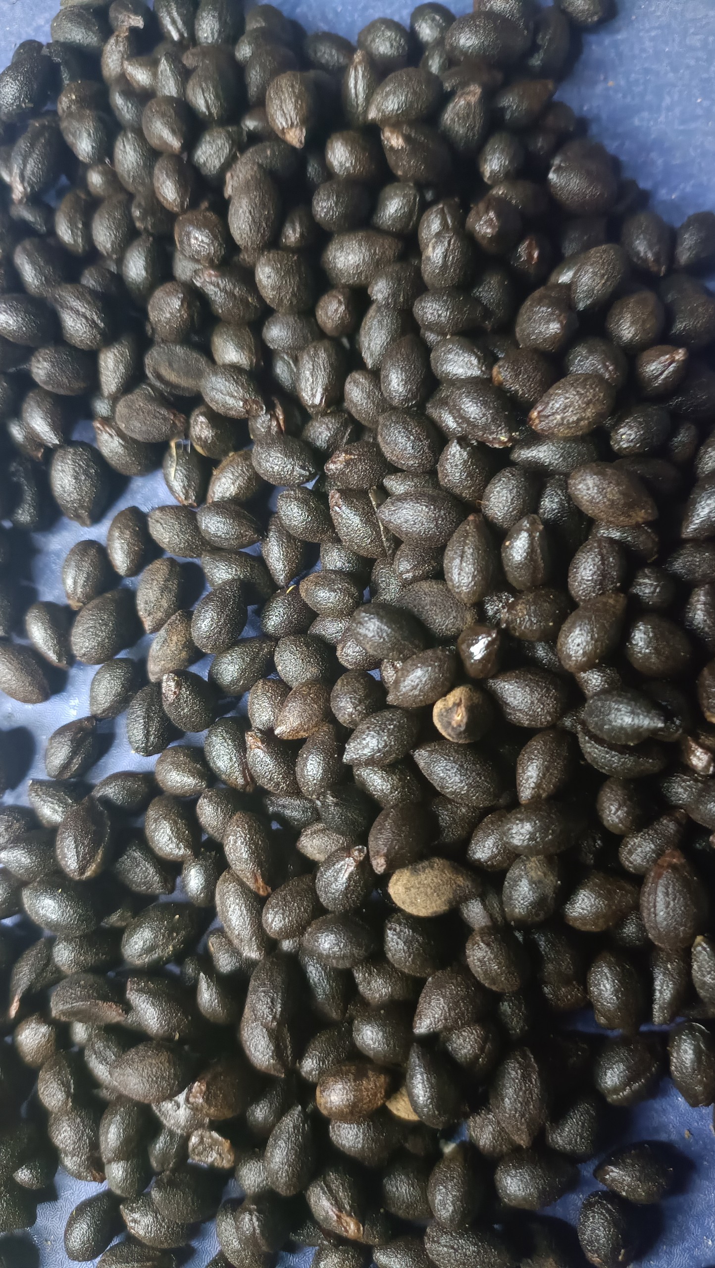 Hạt giống bồ đề - 1kg