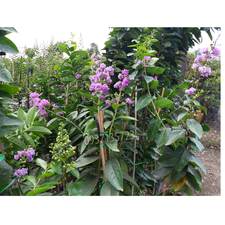 [HCM]cây bằng lăng tím cao từ 40-60 cm