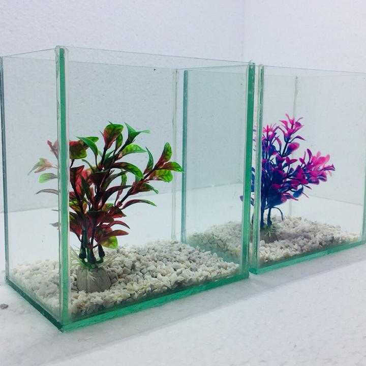 Bể cá mini để bàn combo 2 bể