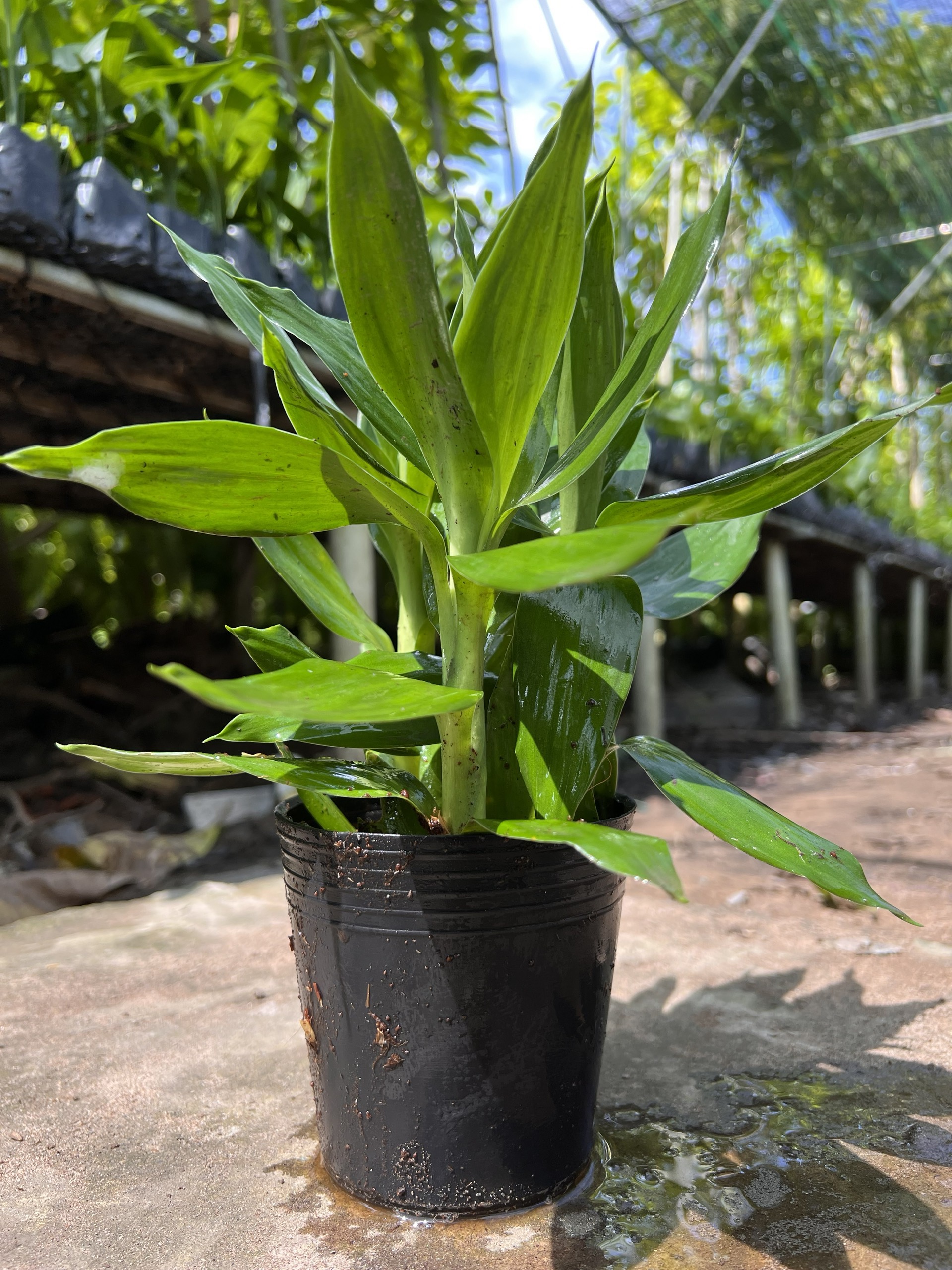 Cây phát tài búp sen ( 3 thân )