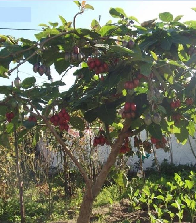 Hạt giống cà chua thân gỗ - gói 10 hạt