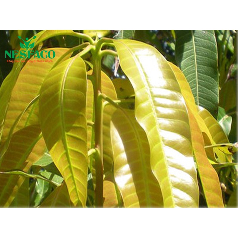 500g Lá xoài tươi - khách đặt mới hái