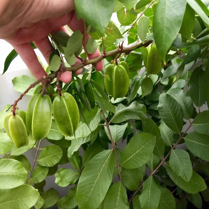 (cây cảnh mini, cây ăn quả) CÂY GIỐNG CÂY KHẾ CHUA, QUẢ SỚM, SIÊU QUẢ )