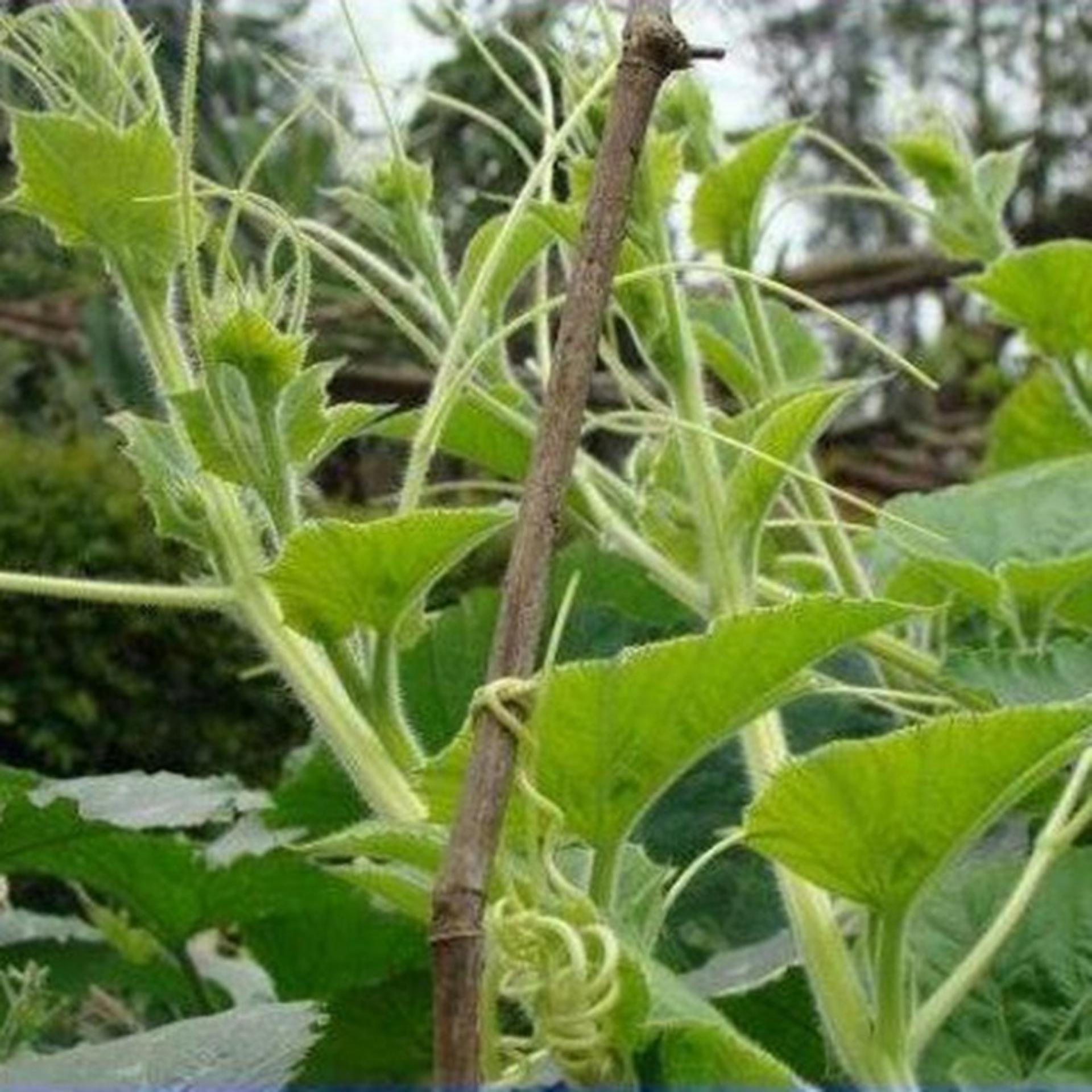 10g Hạt giống Bí Siêu đọt và bông