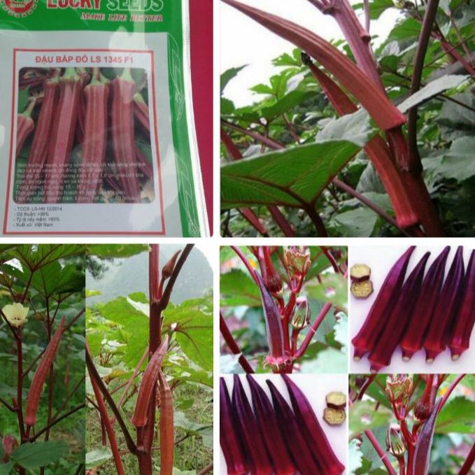 Hạt giống đậu bắp đỏ dể trồng-gói 5gram