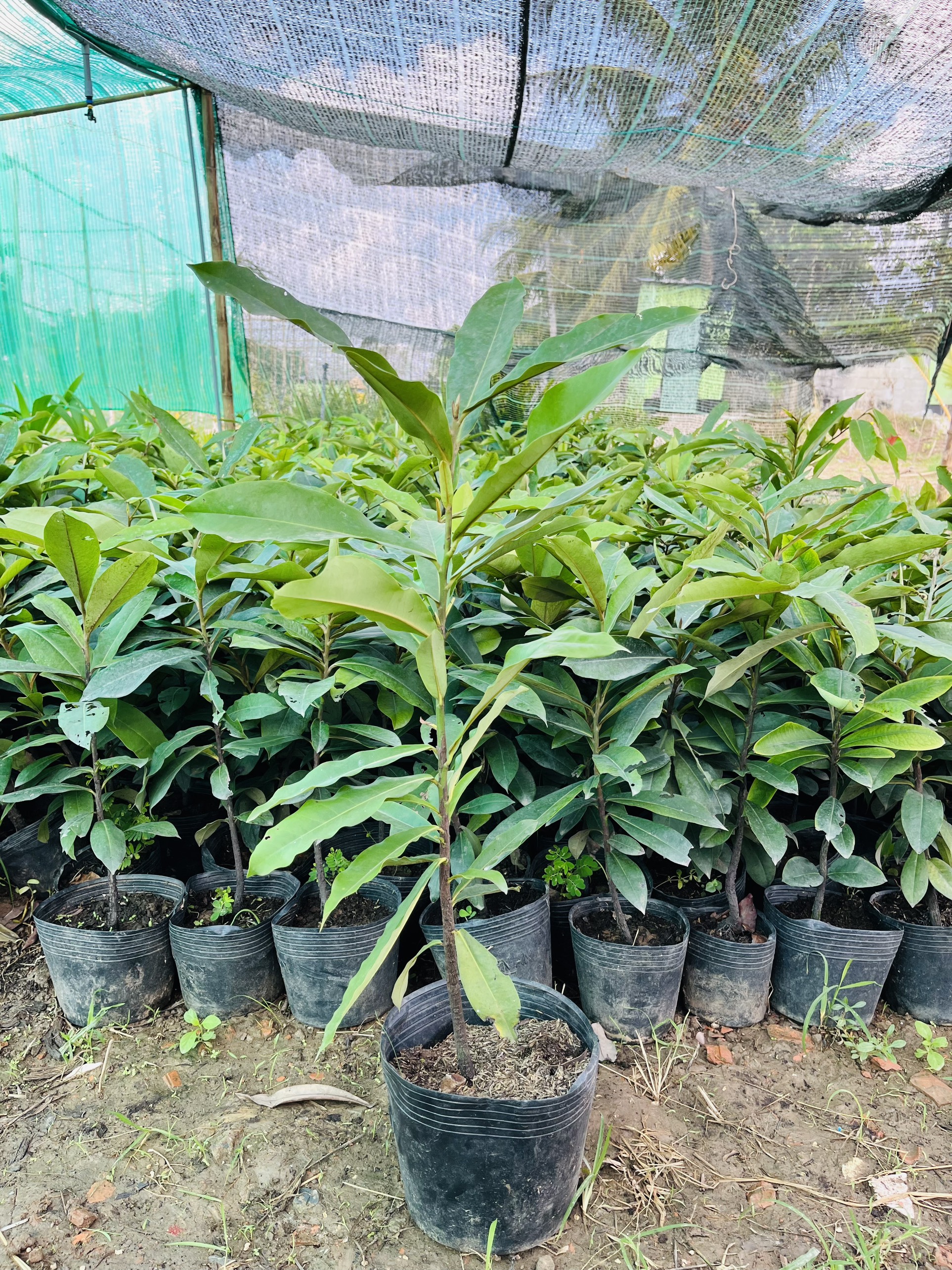 CÂY GIỐNG HỒNG NHUNG 30-40CM