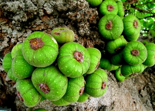 Combo of 3 Standard Varieties of Mật Areca Palm and Ngọa Fruit Trees