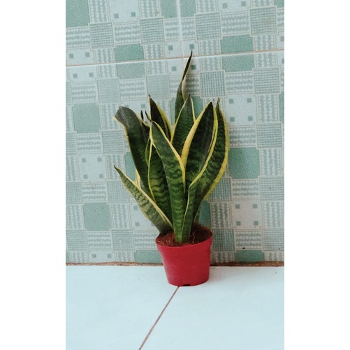 Cây Lưỡi Hổ cao 30cm
