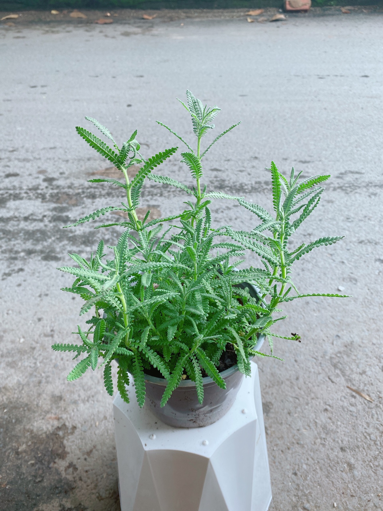 Cây Lavender (Oải Hương)