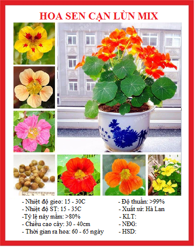 Hạt giống hoa Sen Cạn Nhiều Màu - Gói 15 hạt