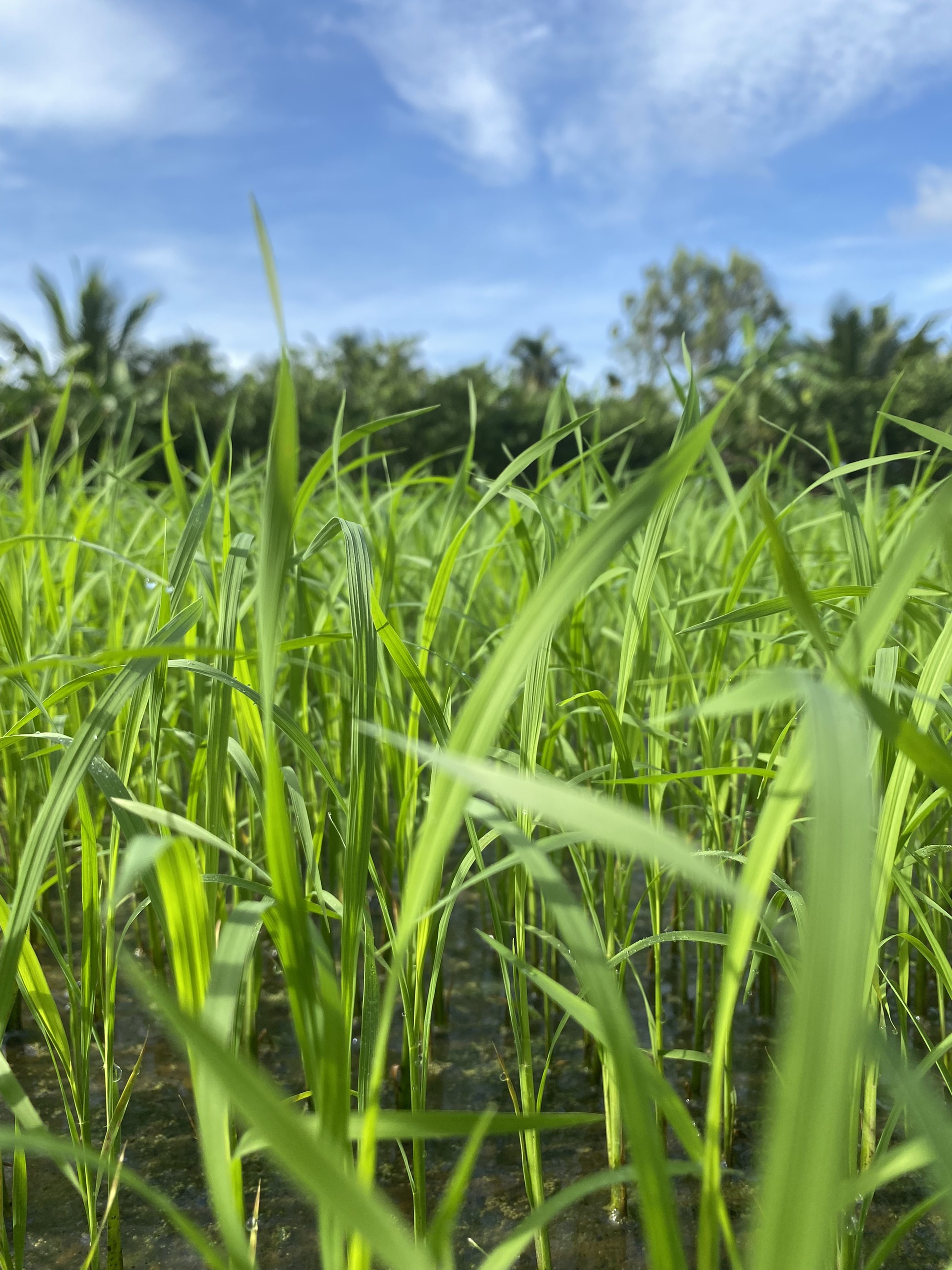 RA RỄ NỞ BỤI ( Phân bón chuyên lúa 1 lít)
