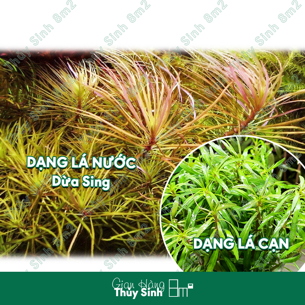 Cây Dừa Sing (Bách Diệp Thảo), Cây Thủy Sinh Hậu Cảnh, Cắt Cắm | 8m2