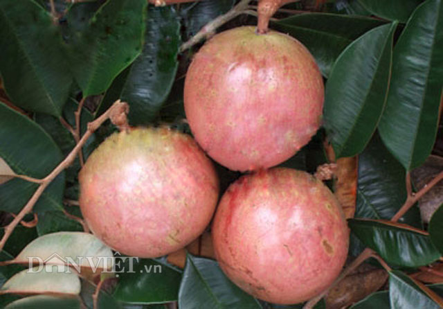 Cây giống vú sữa bơ hồng (cam kết giống chuẩn ). (chuẩn giống chất)