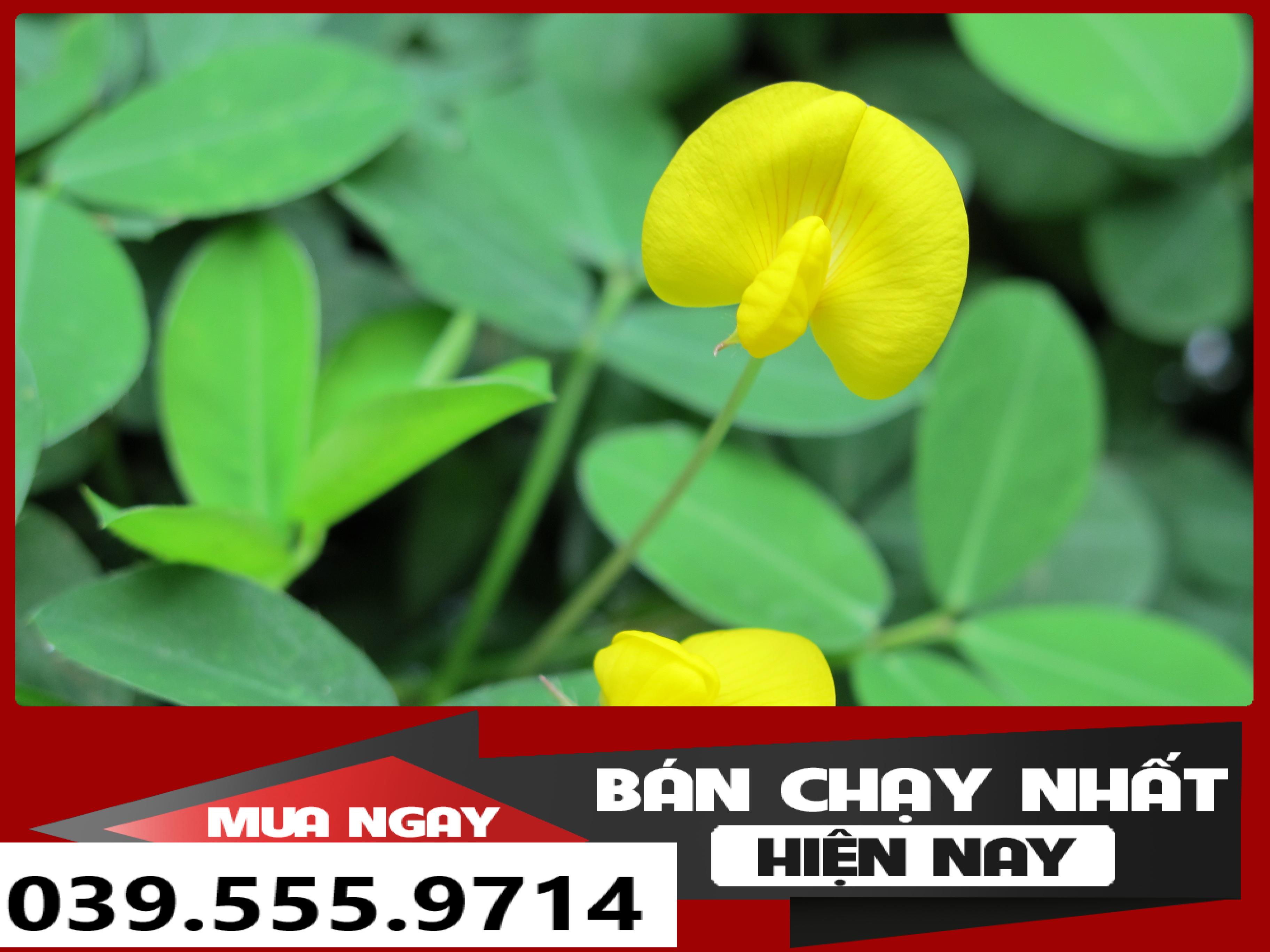 Hạt Cỏ Lạc ( Cỏ Đậu Phộng) 300 Hạt - Cỏ Thảm Sân Vườn