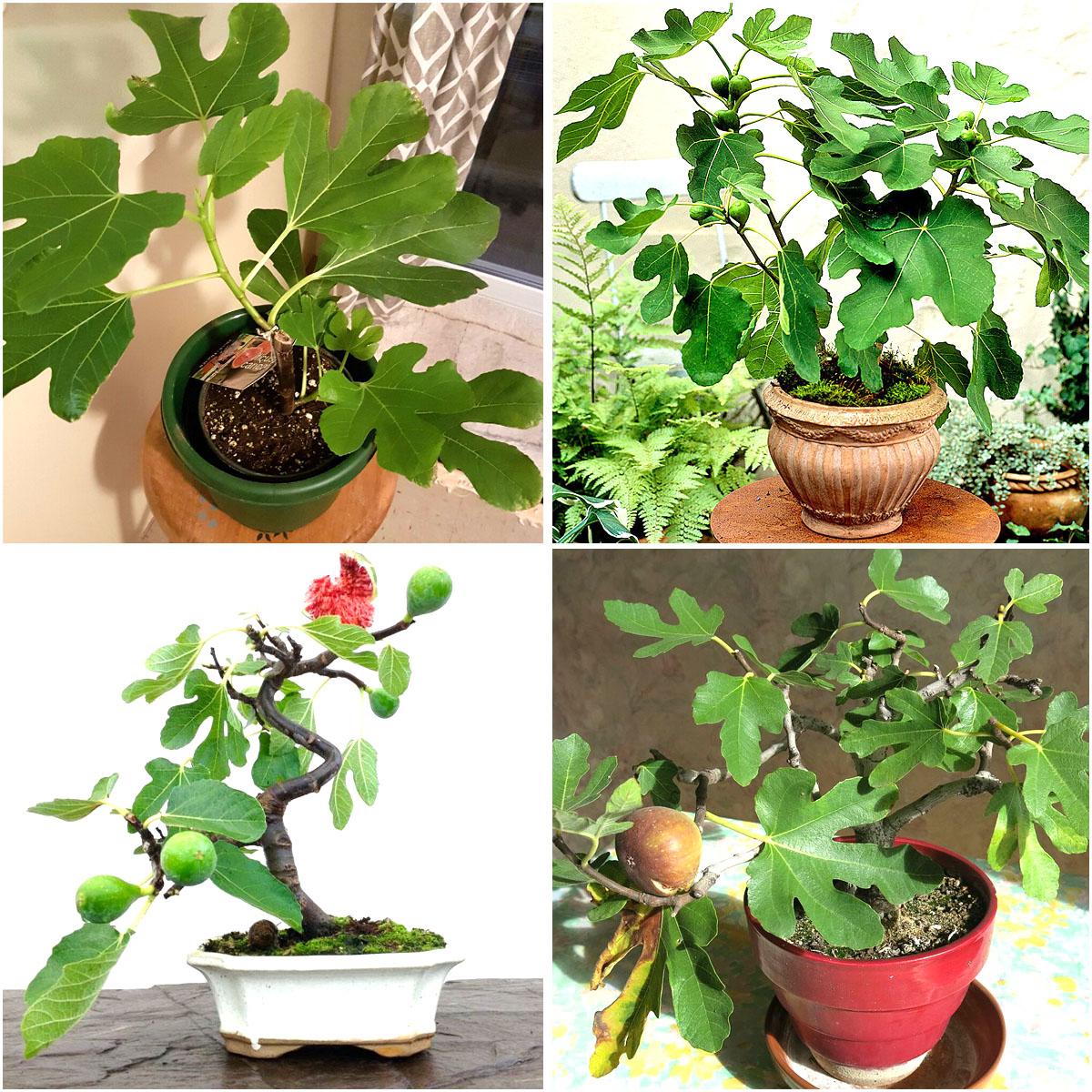 COM BO 20 GÓI HẠT SUNG MỸ - SUNG NGỌT ( GÓI 20 HẠT )