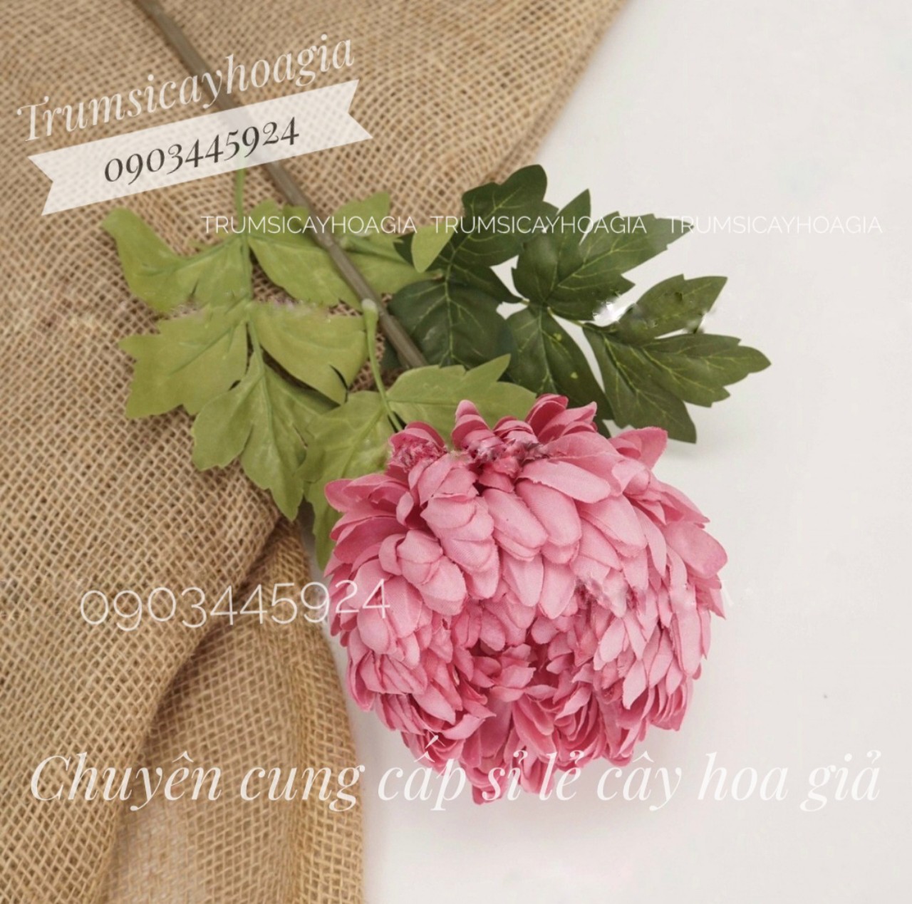 Cúc Phú Quý Đại Đoá cao 75cm cao cấp trang trí Decor hàng nhập khẩu- Hoa Giả Cao Cấp