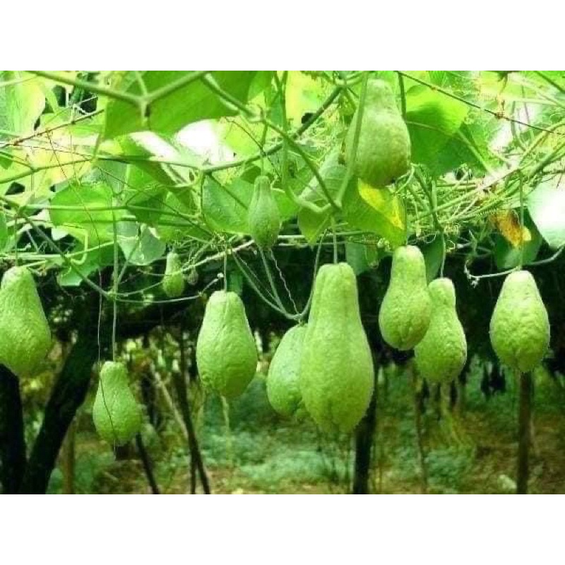 [ Cây Tuyển ] quả su su giống