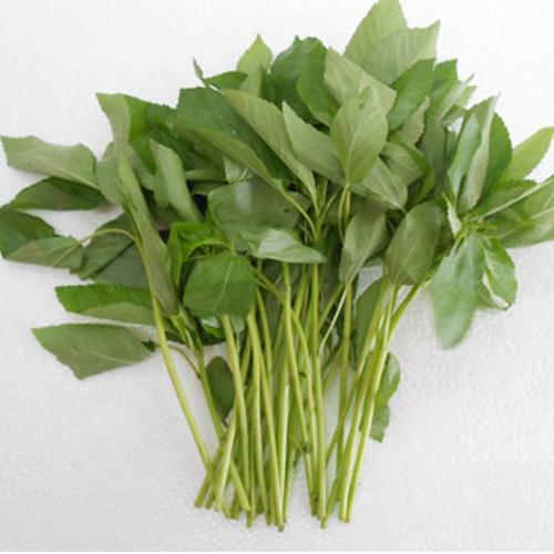 [HCM]Gói 20g hạt giống rau đay trắng