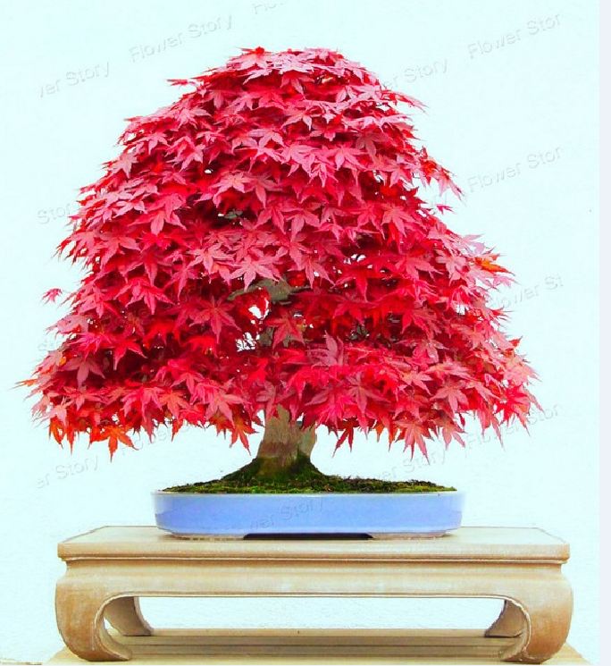 Hạt Giống Cây Phong Lá Đỏ - Gói 10 hạt