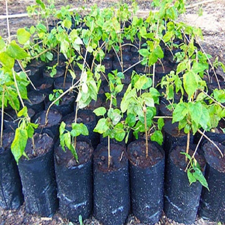 chậu cây giống hoa thiên lý