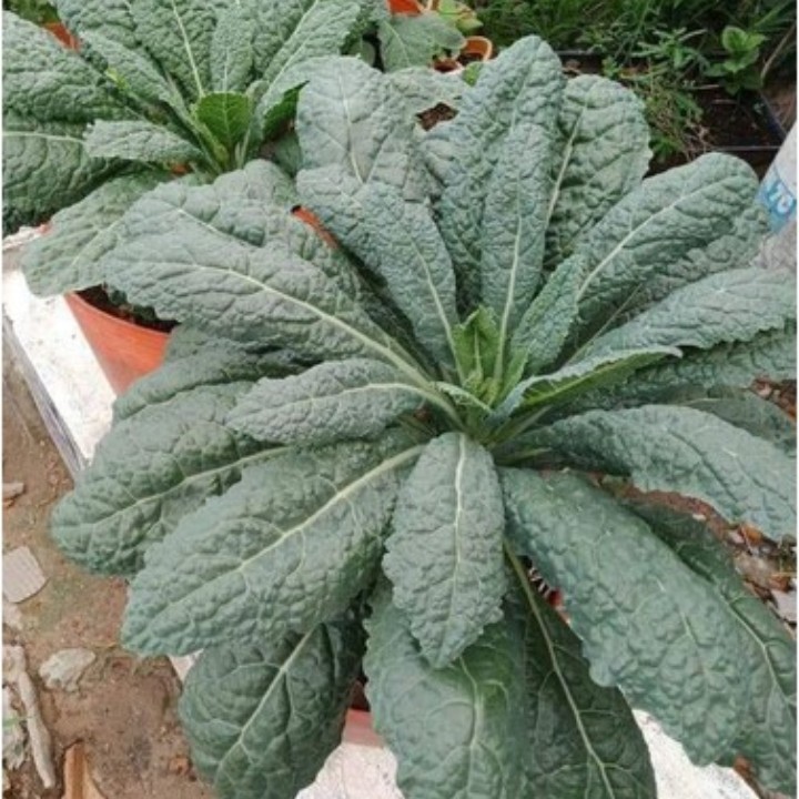 Hạt giống cải kale khủng long khổng lồ