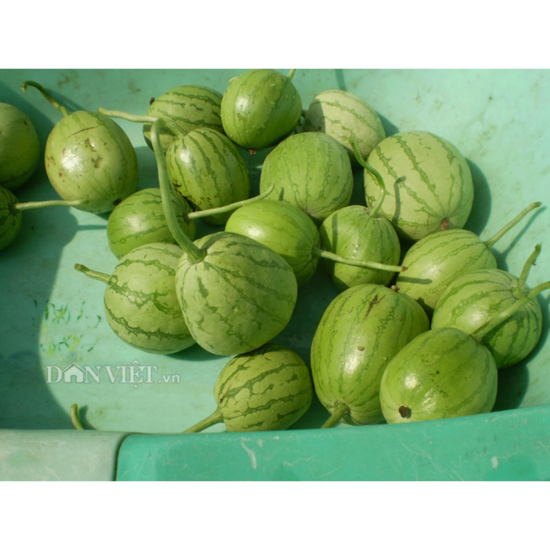 2g Hạt giống Dưa hấu ăn non (tặng Kích nẩy mầm, Hướng dẫn ươm)