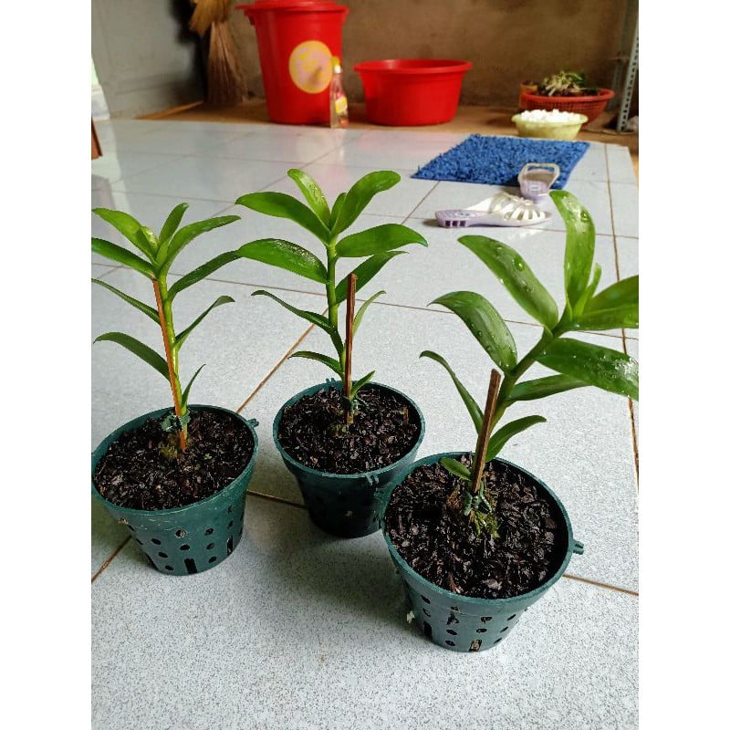 Cây giống Lan Giả Hạc Lưỡi Nhung