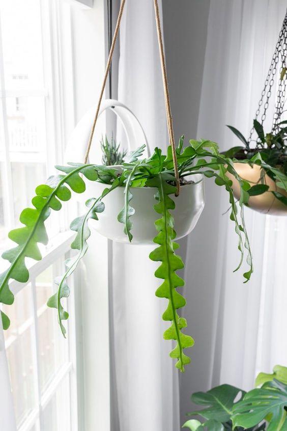 HOA NHẬT QUỲNH XƯƠNG CÁ