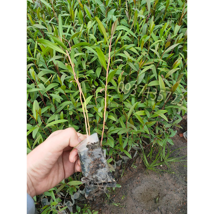 Cây tràm úc -Cây giống