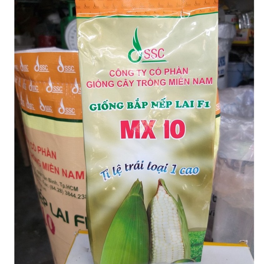 Hạt Giống Bắp Nếp Lai MX10 (500g)