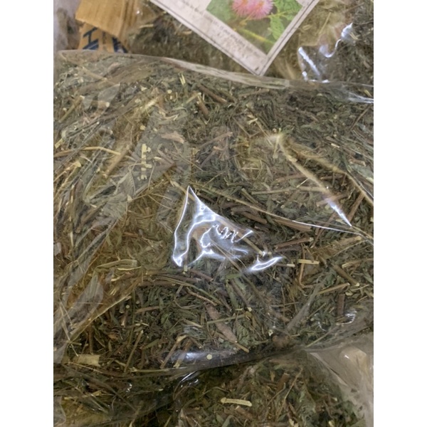 Cây xấu hổ khô