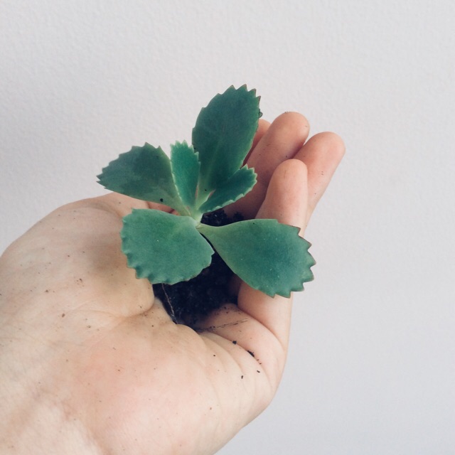 1 cây lá bỏng ta con (hoa sống đời ta)- cây giống