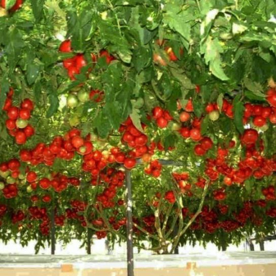 Hạt giống cà chua bạch tuộc NK