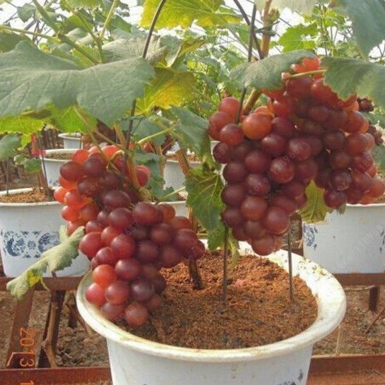 Hạt giống nho lùn pháp siêu trái-gói 10 hạt