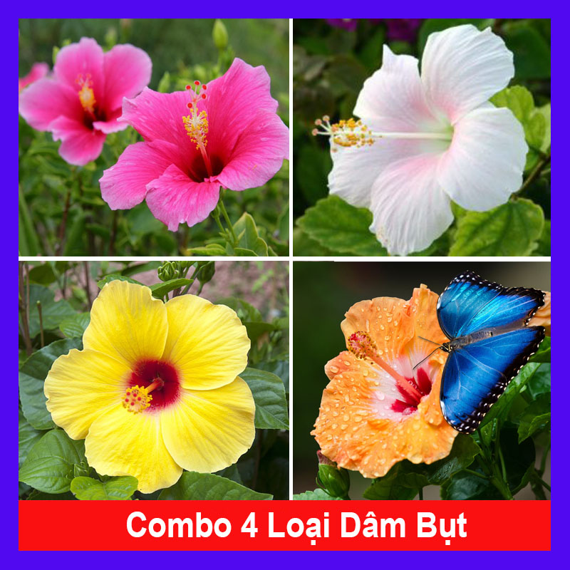 Combo 4 cây hoa dâm bụt ( hoa dâm bụt hồng + dâm bụt trắng + dâm bụt vàng + dâm bụt cam )