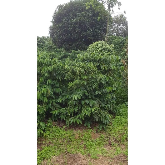 Cây cà phê giống cấy mô phù hợp mọi loại đất (cây giống bảo hành )