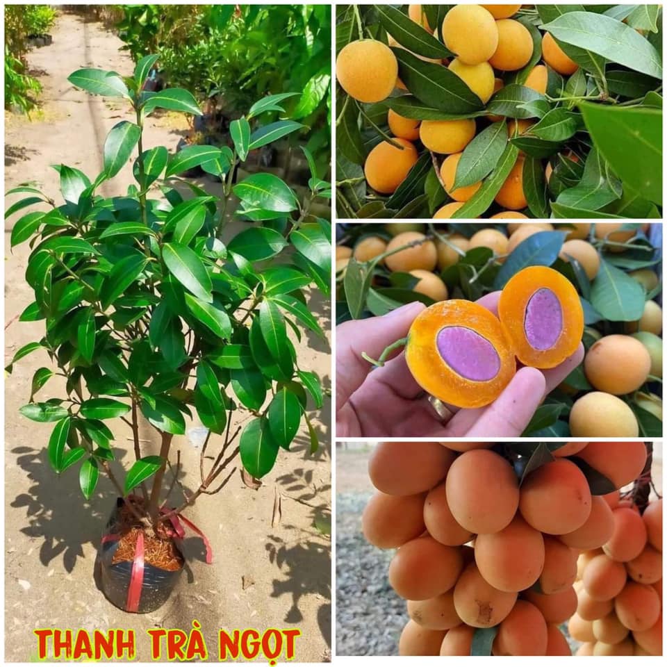 Cây giống thanh trà ngọt