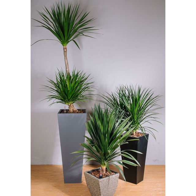 Cây phát tài núi cao 60cm, chậu có 3 cây