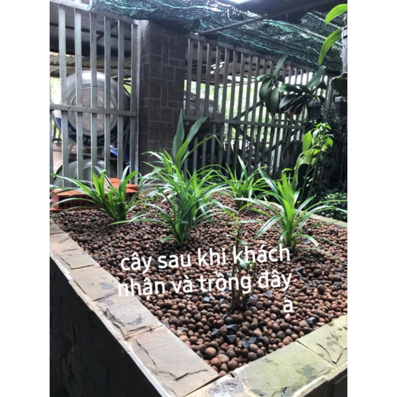 Cây lá dứa ( lá nếp ) link rễ trần cây to khoẻ 20-30cm