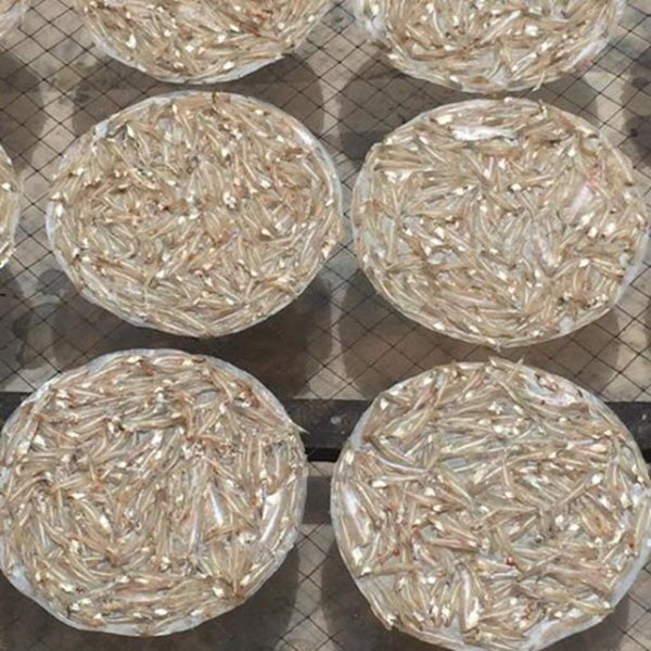 BÁNH TRÁNG CÁ CƠM LOẠI 1 NGON TUYỆT-  500gr